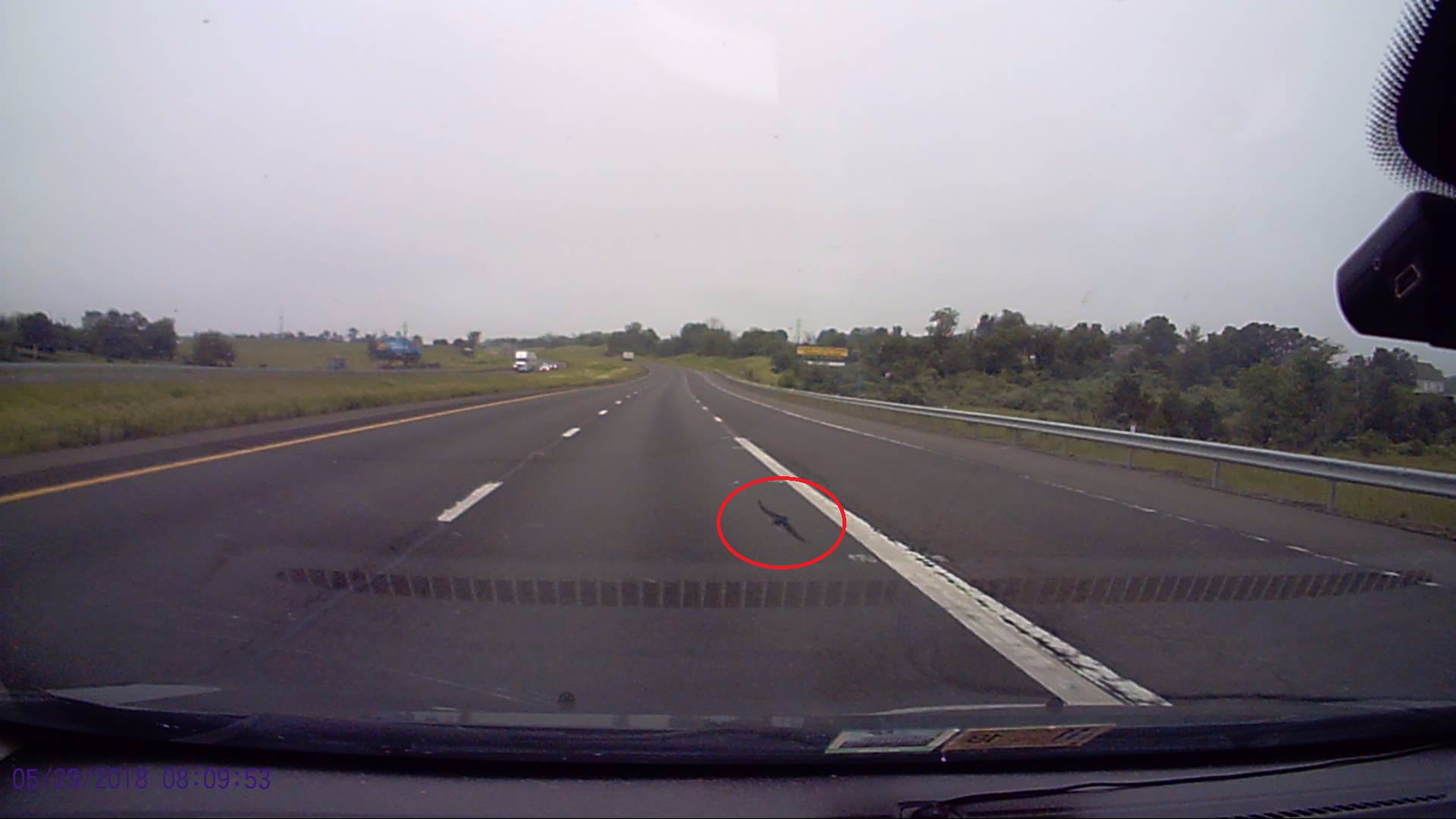 Bird almost hits car 5-29-18