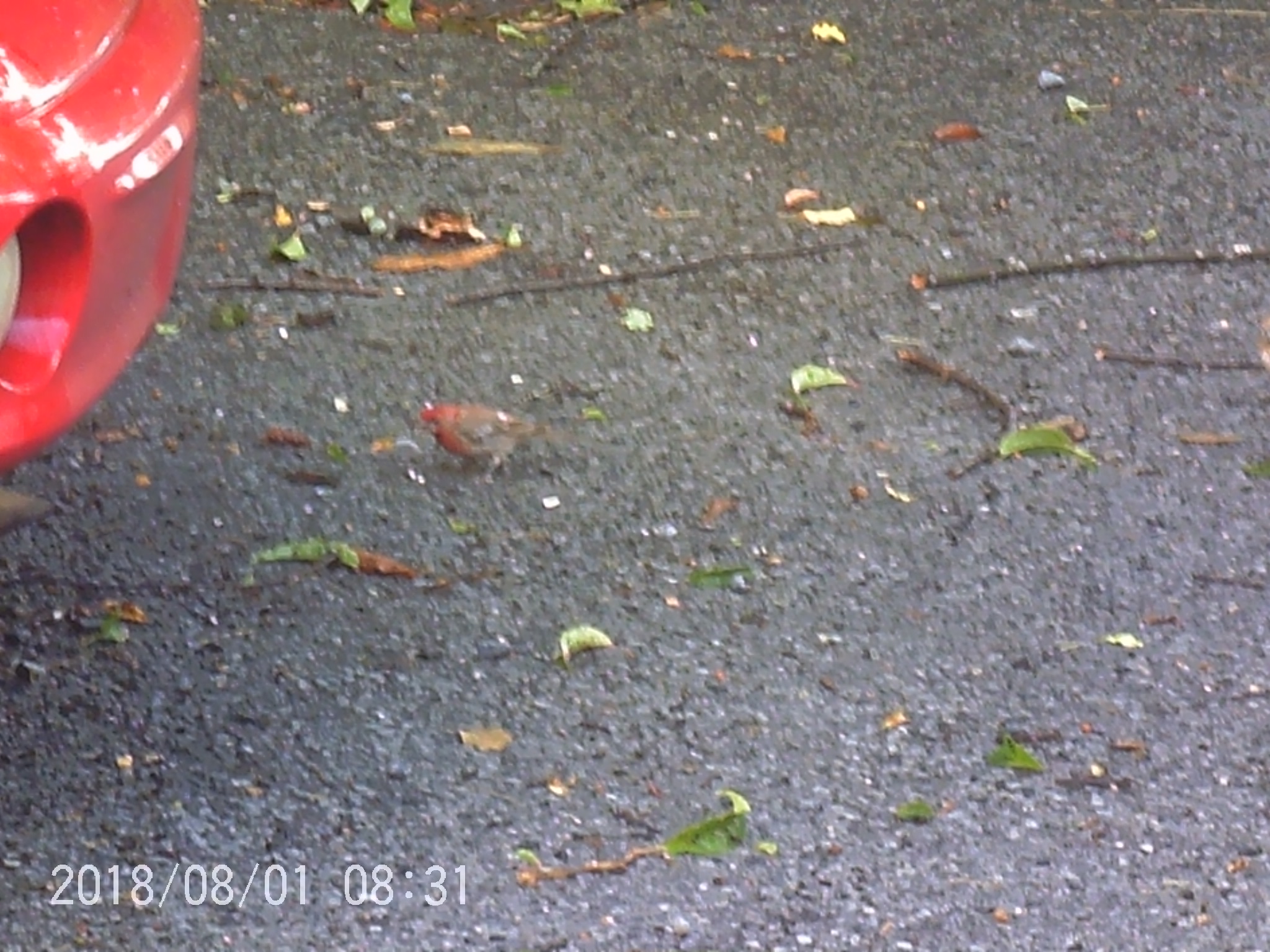 Juvenile Cardinal 7