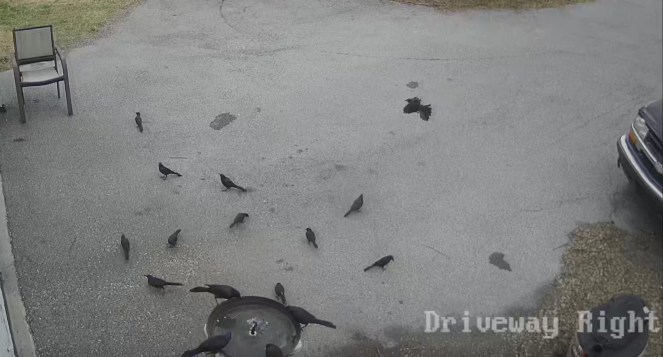Crows in Driveway